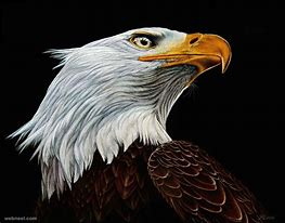 Image result for Beautiful Eagle Paintings