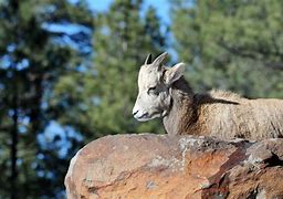Image result for Baby Mountain Goat