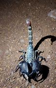 Image result for Indian Giant Forest Scorpion