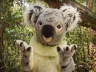 Image result for Olivia Newton-John Koala Blue