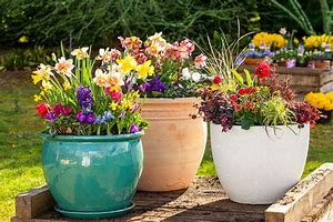 Image result for Large Flower Pot Plants