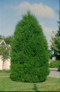 Image result for Southern Red Cedar Tree