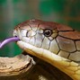 Image result for Deadliest Snake in the World