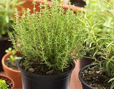 Image result for Perennial Herbs