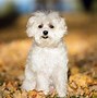 Image result for Tall Maltipoo