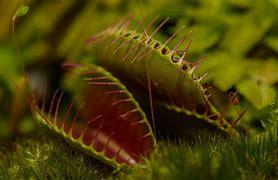 Image result for Plante Carnivore Dionaea
