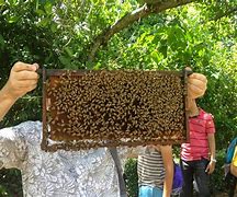 Image result for Bee Farm Animal