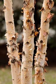 Image result for River Birch Clump 8 Feet