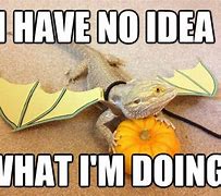 Image result for Bearded Dragon Funny Comics