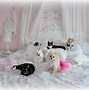 Image result for Shabby Chic Baby Bedding