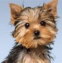 Image result for Sick Dog Cute
