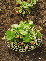 Image result for Strawberry Supports | Protect Berries With This Strawberry Plant Cradle