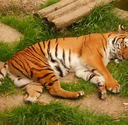 Image result for Fort Worth Zoo Animals
