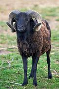 Image result for Black Sheep with Horns