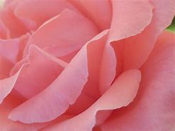 Image result for Scratched Rose