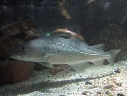Image result for Atlantic Cod