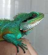 Image result for Blue Chinese Water Dragon Lizard
