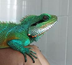 Image result for Water Dragon