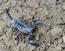 Image result for Scorpion Season. Arizona