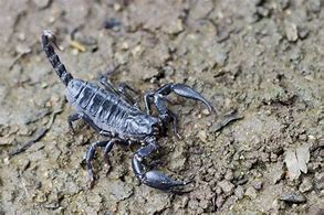 Image result for Phoenix Scorpions