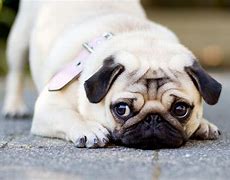Image result for Girly Pug Wallpapers for Kindle Fire