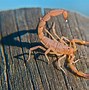 Image result for Pic of a Scorpion
