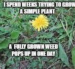 Image result for Garden Weeds Meme