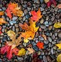 Image result for Autumn Leaves HD Wallpapers for Desktop