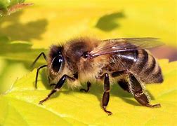 Image result for Honey Bee Photo