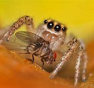 Image result for Spider Fly