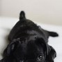Image result for Baby Pug Wallpaper