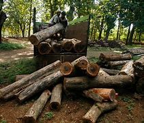Image result for Teak Wood for Sale