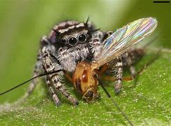 Image result for Insects Spiders