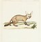 Image result for Old Animal Drawings