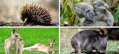 Image result for Australian Zoo Animals