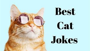 Image result for Cat Humor & Jokes