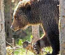 Image result for Grizzly Mauling Cody Wyoming
