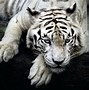 Image result for Epic Tiger Background