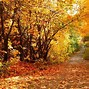 Image result for Autumn Scenery
