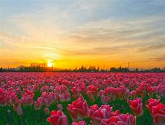Pink Tulips at Sunset, Skagit Valley Tulip Festival | Flickr