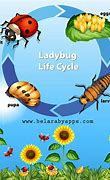 Image result for Bee Life Cycle