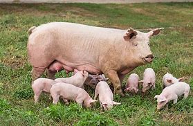 Image result for pig Female with its offspring
