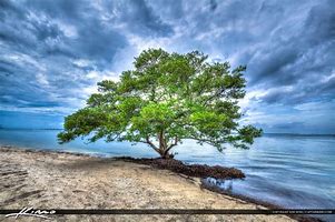 Image result for mangrove tree