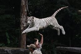 Image result for White Tiger Jump