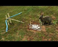 Image result for Rabbit Traps That Work