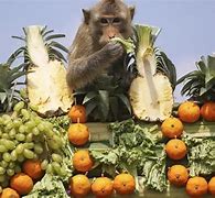Image result for Lopburi Monkey Buffet