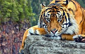 Image result for Tiger Theme Background