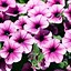 Image result for Petunia