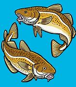 Image result for Fishing for Cod Fish