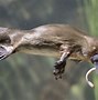 Image result for Mammals Monkey